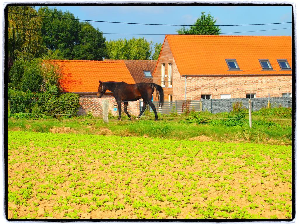 Archipel Holiday Cottage Ellezelles Habitación foto